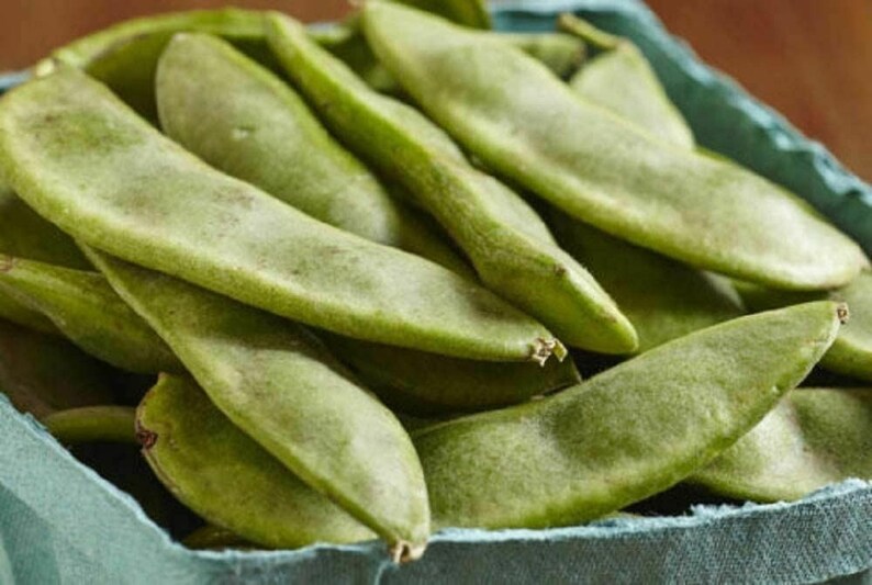Bean Henderson's Bush Lima Bean Seeds cool BEANS N Etsy