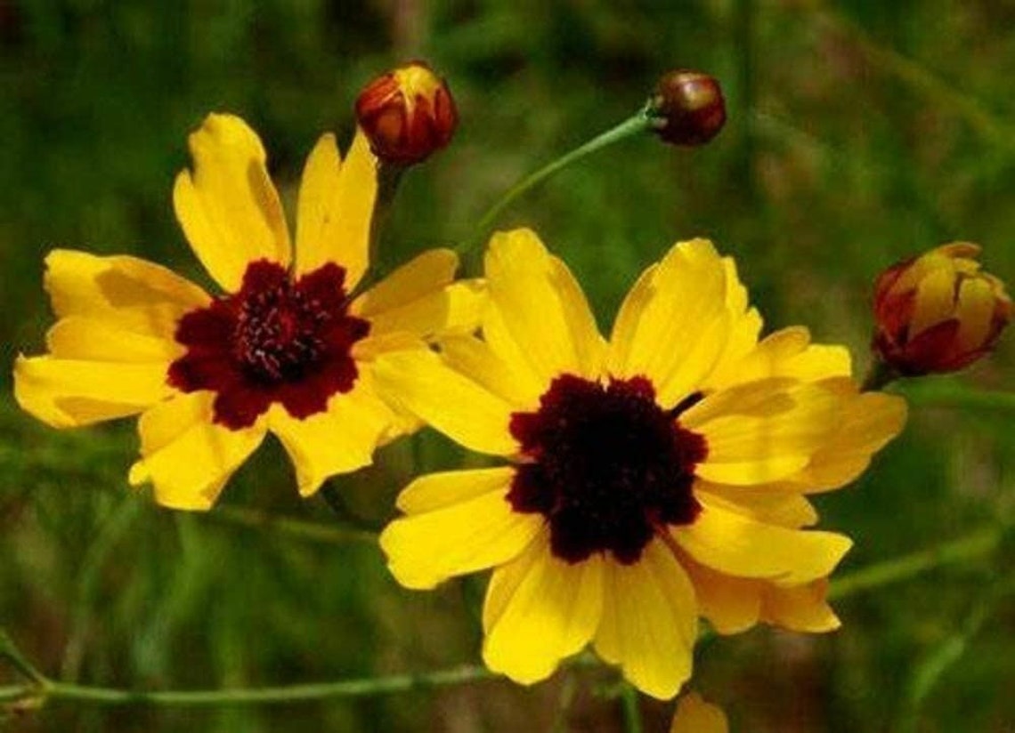 Coreopsis Seeds , Plains Coreopsis Flower Seeds, 