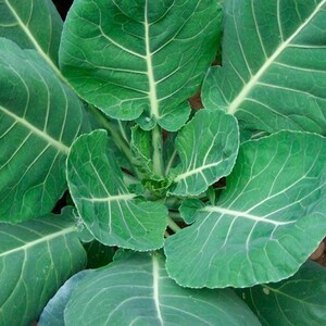 May include: Close-up of a vibrant green collard green plant with large, textured leaves.
