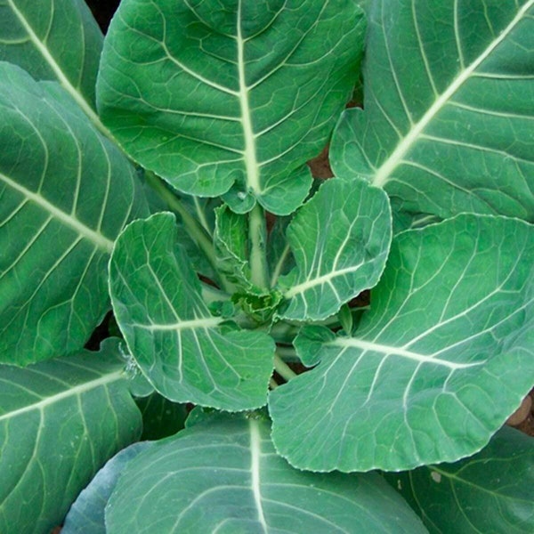 Champion Collard Greens Seeds,  Cool Beans N Sprouts brand.