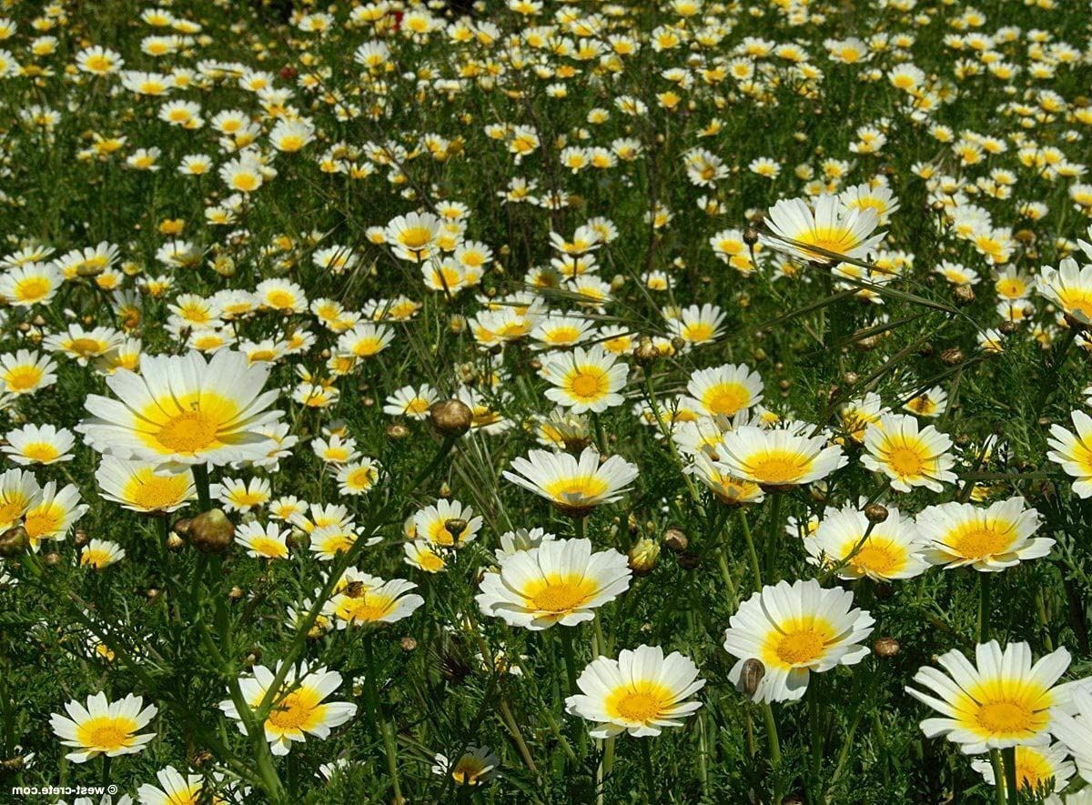 Daisy Seeds Garland Daisy Flower Seeds cool BEANS N Etsy