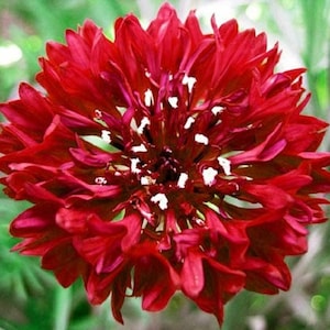 May include: A vibrant red flower with a white center. The flower has many petals and is in full bloom.