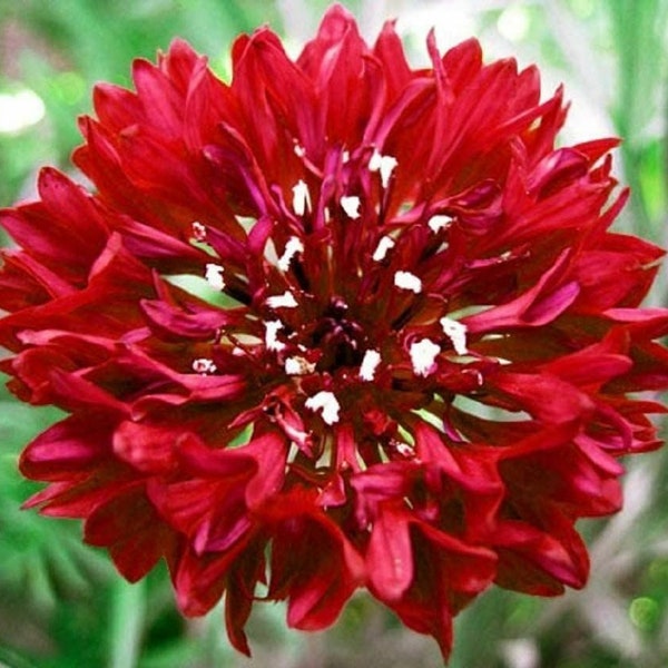 Bachelor Button Seeds, Tall Red Flower Seeds, "COOL BEANS N SPROUTS"