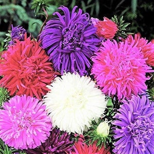 Aster Giants of California Flower Seeds,  "COOL BEANS N SPROUTS" Brand. Home Gardening.