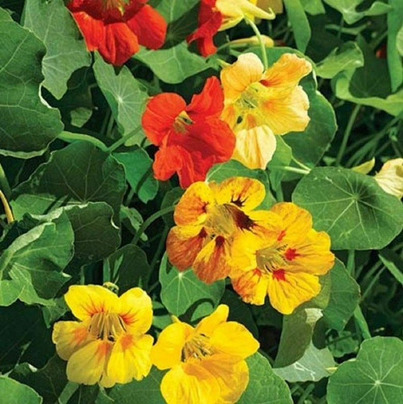 Nasturtium Dwarf Jewel Mix Flower Seeds cool BEANS N Etsy