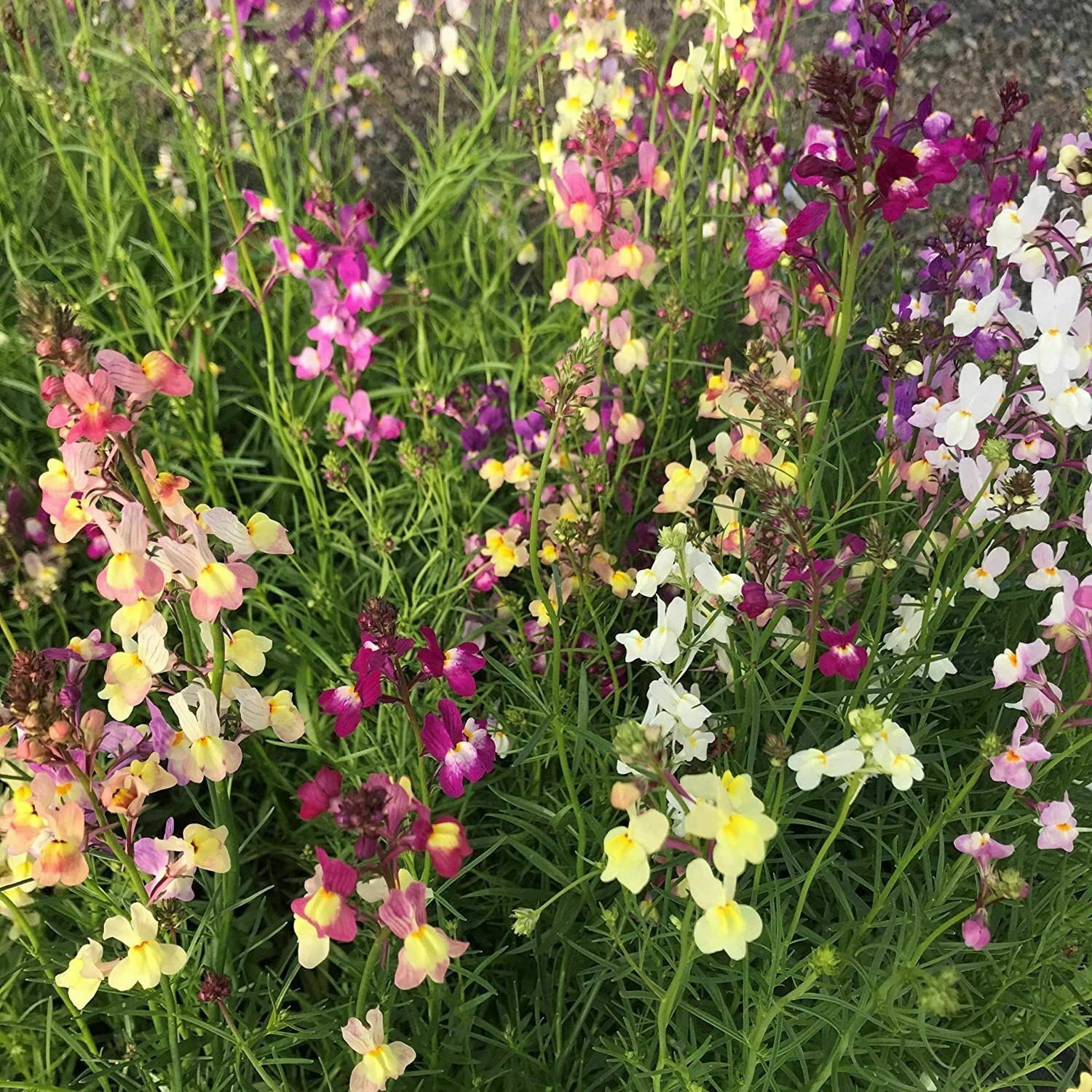 Linaria Maroccana Snapdragon Fairy Bouquet Flower Seed