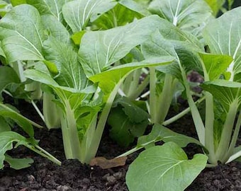 Pak Choi Seeds, Bok Choy, Chinese Cabbage