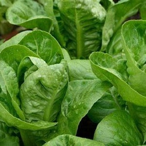 Lettuce Seeds, Parris Island Romaine Lettuce Seeds ,&quot;COOL BEANS N SPROUTS&quot; Bran