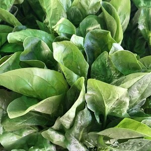 May include: A bunch of fresh, dark green spinach leaves.