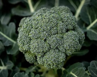 May include: A close-up of a large, green broccoli floret. The florets are tightly packed together and have a slightly bluish-green hue.