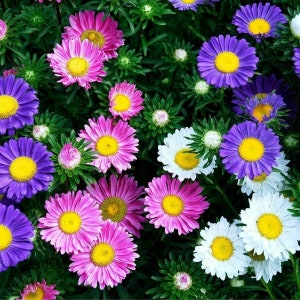 Aster Flower Seeds, Rainbow Aster Flower Seeds, "COOL BEANS N SPROUTS" Brand.