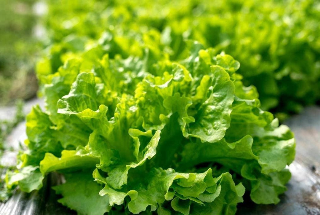 Lettuce Seeds, Blackseeded Simpson Lettuce Seeds, cool BEANS N Sprouts
