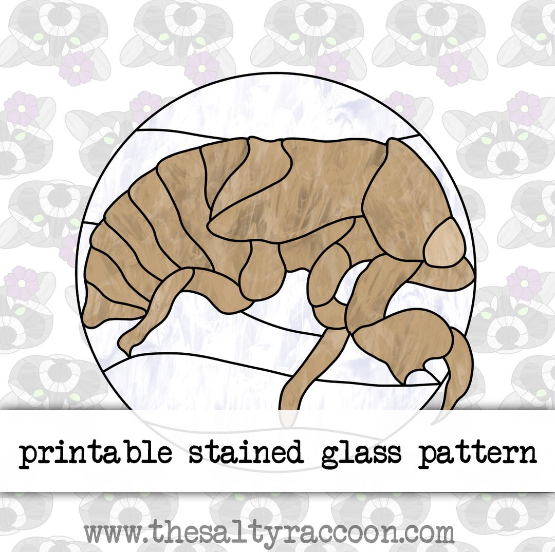 Cicada Shell Digital Stained Glass Pattern - Includes Printable Pages ...