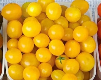Organic Blondkopfchen Cherry Heirloom Tomato Seeds 2026