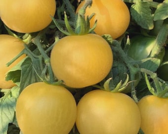 ORGANIC Wapsipinicon Peach Tomato Seeds 2026