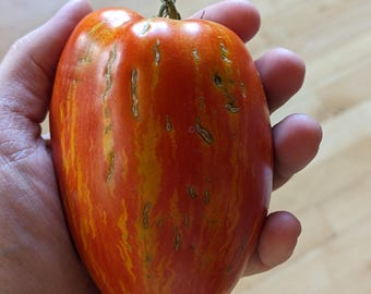 ORGANIC Striped Roman Tomato Seeds 2025 HEIRLOOM