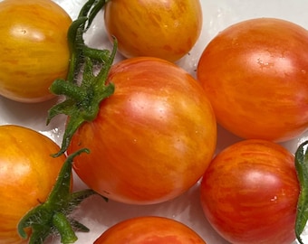 ORGANIC Tropical Sunset Cherry Tomato Seeds 2025