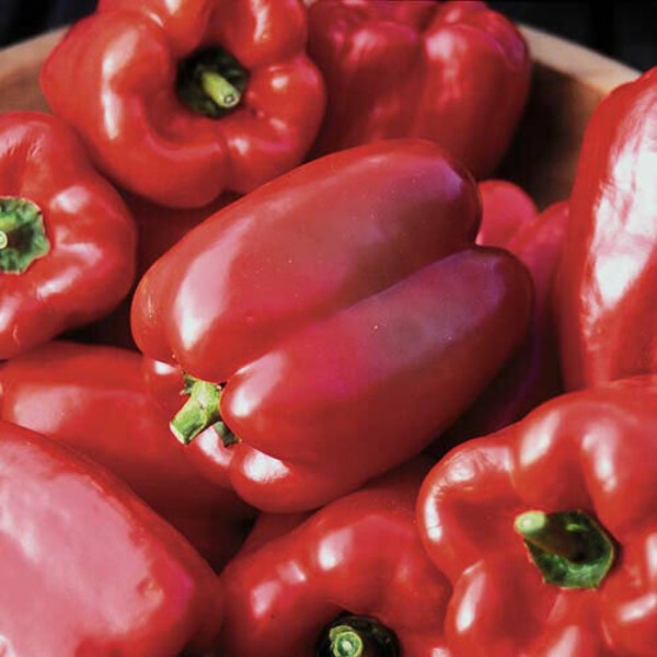 Organic King of the North Sweet Bell Pepper Seeds 2023