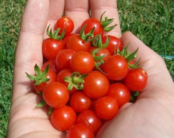 Organic Matt's Wild Cherry Tomato Seeds: Heirloom Variety 2026