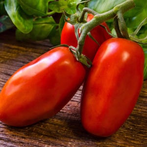 Organic San Marzano Paste Tomato Seeds 2024