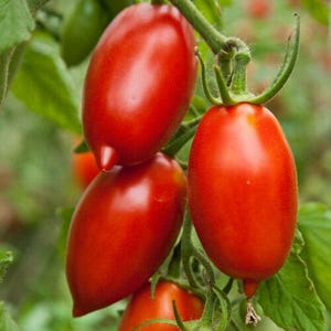 Puede incluir: Primer plano de varios tomates Roma rojos maduros en la vid. Los tomates tienen forma ovalada con una piel lisa y brillante. Hojas y tallos verdes rodean los tomates, con algunos tomates verdes sin madurar en el fondo.