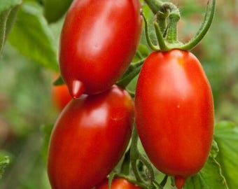 Organic Amish Paste Tomato Seeds 2026