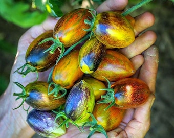 ORGANIC Brad's Atomic Grape Tomato Seeds 2026