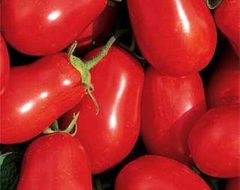 Organic Roma Paste Tomato Seeds 2025