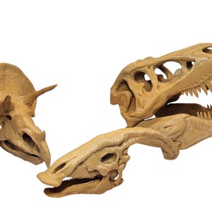3D Printed Dinosaur Skulls T-Rex, Triceratops, Smilodon, Parasaurolophus | Realistic Fossil Replicas for Collectors image 3
