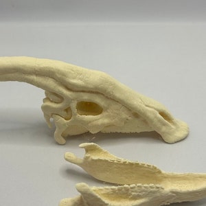 May include: A 3D printed model of a dinosaur skull, separated into two parts. The skull is beige and has a detailed texture. The jaw is separate from the main skull.