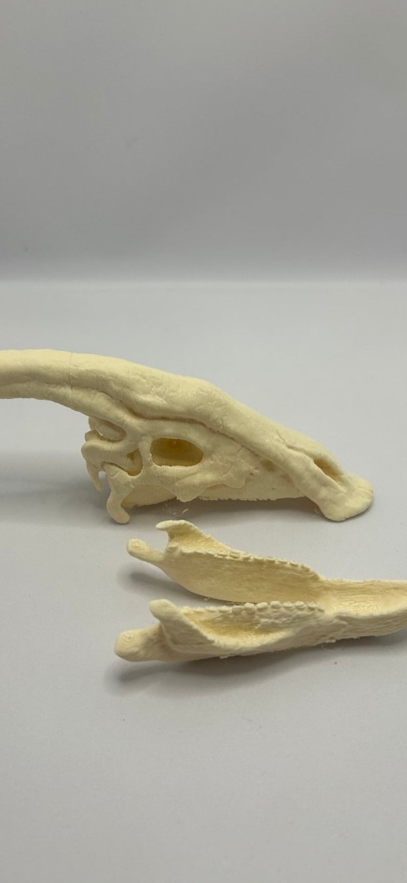 May include: A 3D printed model of a dinosaur skull, separated into two parts. The skull is beige and has a detailed texture. The jaw is separate from the main skull.