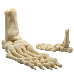 May include: A detailed anatomical model of a human foot and ankle, showing the bones in a cream colour. The model is made of plastic and is designed for educational purposes.