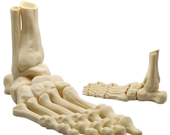 3D Printed Articulated Skeleton Foot | Poseable Anatomical Halloween Decor | Macabre Art Collection