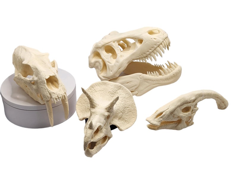 May include: Four different dinosaur skulls, including a Tyrannosaurus Rex, Triceratops, and two smaller skulls, are displayed on a white background. The skulls are made of a light beige plastic and are detailed with teeth and bone structures.