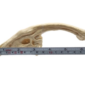 May include: A close-up of a beige dinosaur skull replica, measured with a ruler. The skull is approximately 6 inches long.
