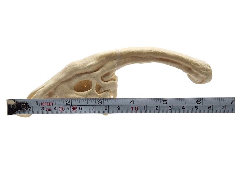 May include: A close-up of a beige dinosaur skull replica, measured with a ruler. The skull is approximately 6 inches long.