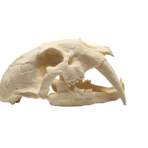 May include: A close-up of a cream-colored animal skull with large canine teeth. The skull is viewed from the side, with the teeth facing forward.