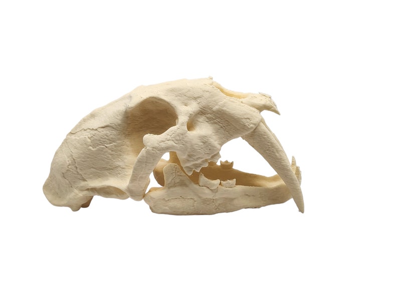 May include: A close-up of a cream-colored animal skull with large canine teeth. The skull is viewed from the side, with the teeth facing forward.