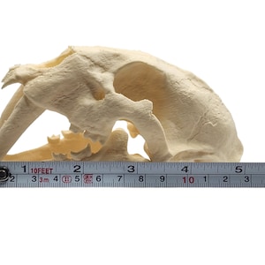 May include: A close-up of a saber-tooth cat skull replica, measuring approximately 4 inches in length, with a white background and a measuring tape.