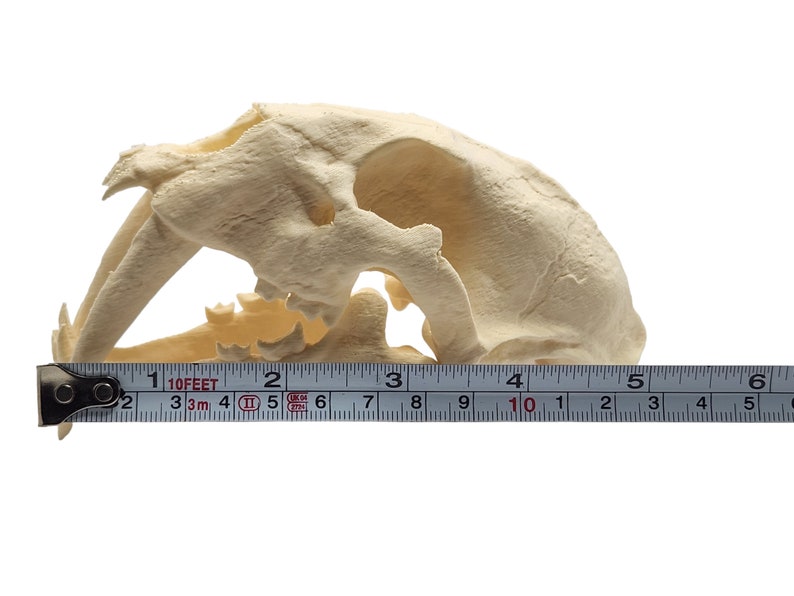 May include: A close-up of a saber-tooth cat skull replica, measuring approximately 4 inches in length, with a white background and a measuring tape.