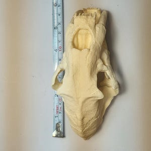 3D Printed Dinosaur Skulls T-Rex, Triceratops, Smilodon, Parasaurolophus | Realistic Fossil Replicas for Collectors image 14
