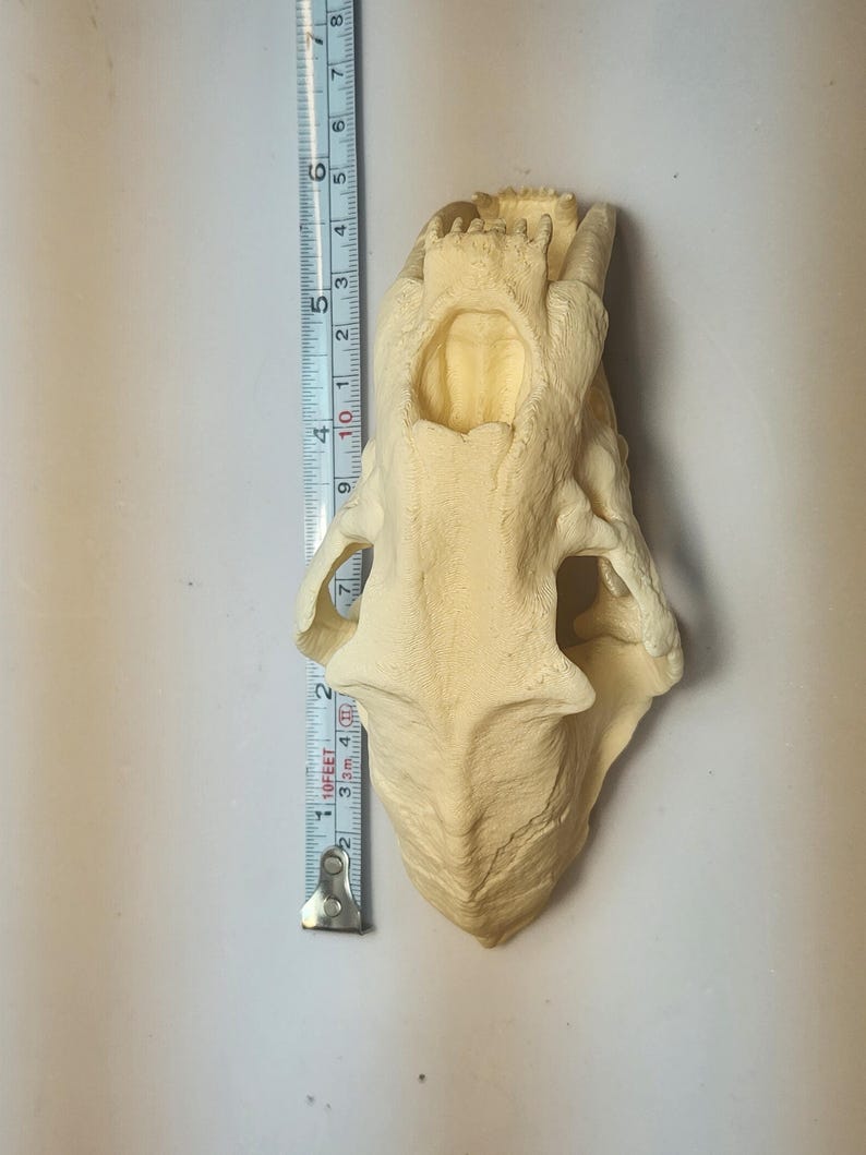 3D Printed Dinosaur Skulls T-Rex, Triceratops, Smilodon, Parasaurolophus | Realistic Fossil Replicas for Collectors image 14