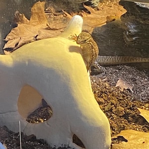 May include: A small lizard with brown and white markings is perched on a white ceramic skull with a hole in the top. The skull is sitting on a bed of brown dirt and leaves.