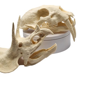 May include: Two realistic animal skull replicas, one a dinosaur skull with horns and the other a saber-toothed cat skull, both in a light beige color.