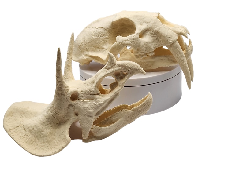 May include: Two realistic animal skull replicas, one a dinosaur skull with horns and the other a saber-toothed cat skull, both in a light beige color.