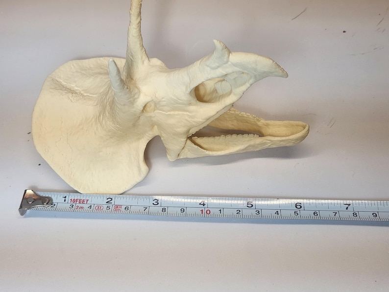3D Printed Dinosaur Skulls T-Rex, Triceratops, Smilodon, Parasaurolophus | Realistic Fossil Replicas for Collectors image 15