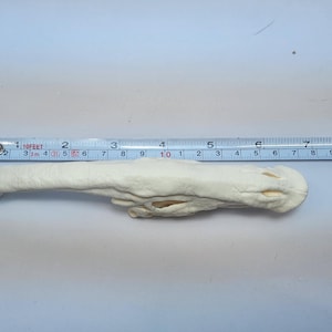 3D Printed Dinosaur Skulls T-Rex, Triceratops, Smilodon, Parasaurolophus | Realistic Fossil Replicas for Collectors image 13