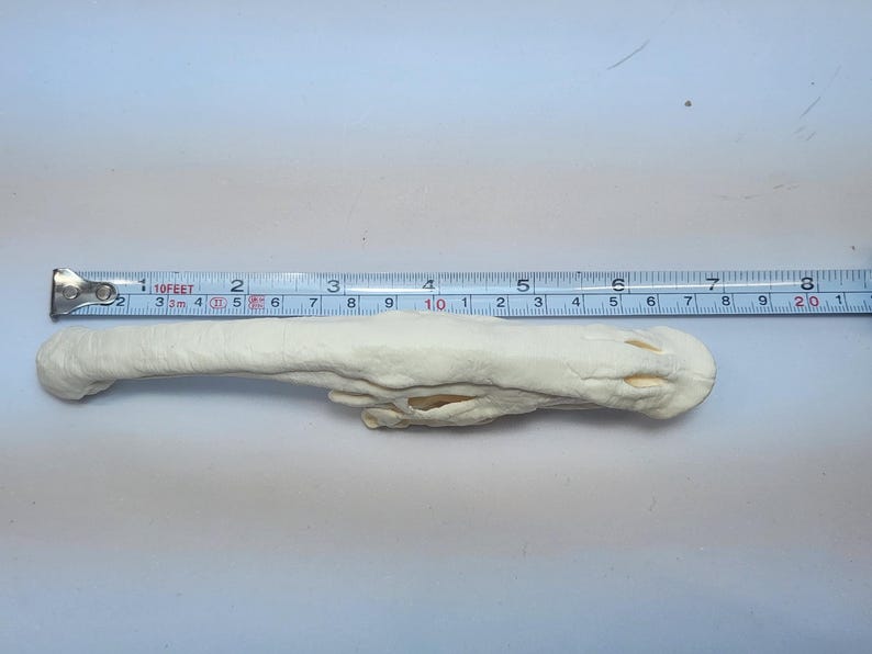 3D Printed Dinosaur Skulls T-Rex, Triceratops, Smilodon, Parasaurolophus | Realistic Fossil Replicas for Collectors image 13