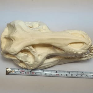 3D Printed Dinosaur Skulls T-Rex, Triceratops, Smilodon, Parasaurolophus | Realistic Fossil Replicas for Collectors image 16