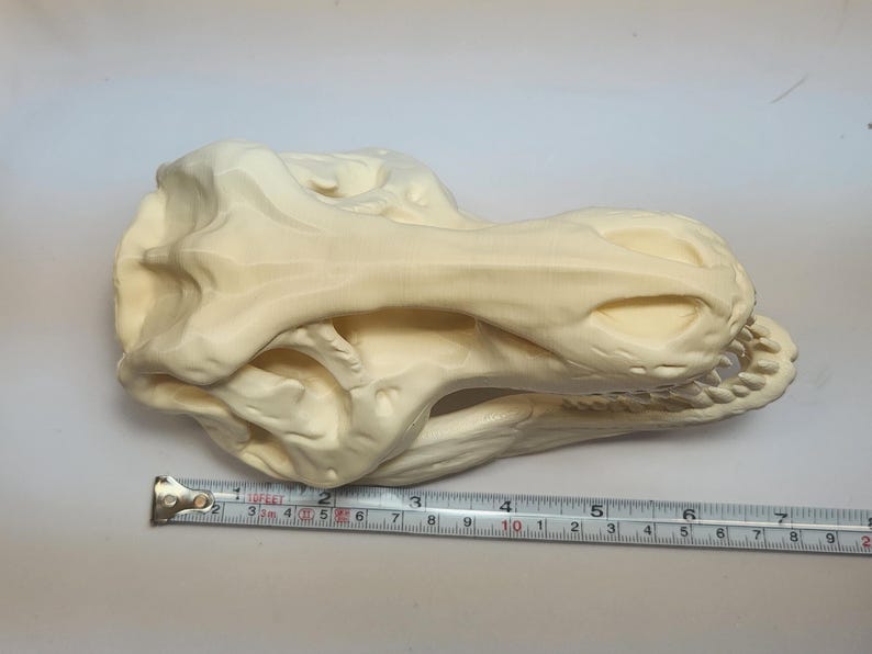 3D Printed Dinosaur Skulls T-Rex, Triceratops, Smilodon, Parasaurolophus | Realistic Fossil Replicas for Collectors image 16